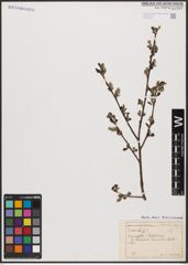 Foto von Salix aurita L.